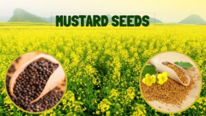 Mustard Seeds