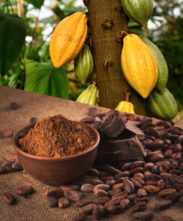 Cocoa